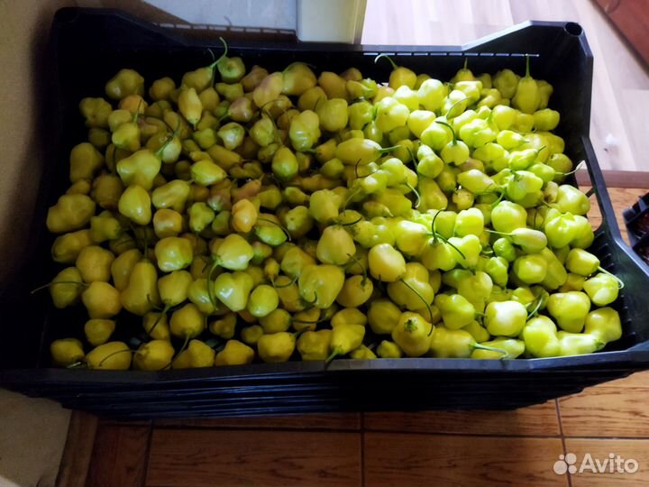 Семена острых перцев. Халапенью и ещё 2 вида