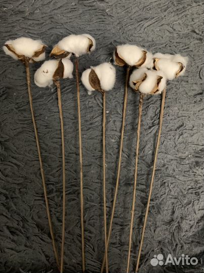 Хлопок сухоцвет