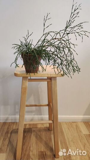 Хатиора / Рипсалис. Ампельный цветущий суккулент