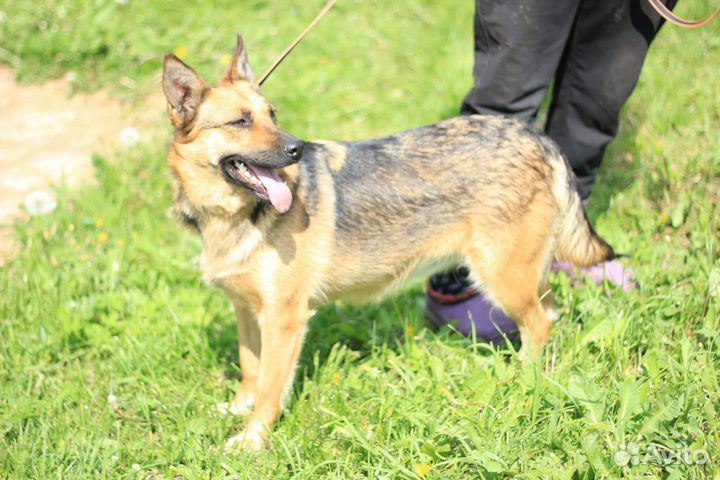 Метис овчарки