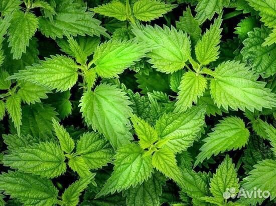 Свежая молодая крапива, мята, мелисса, щавель