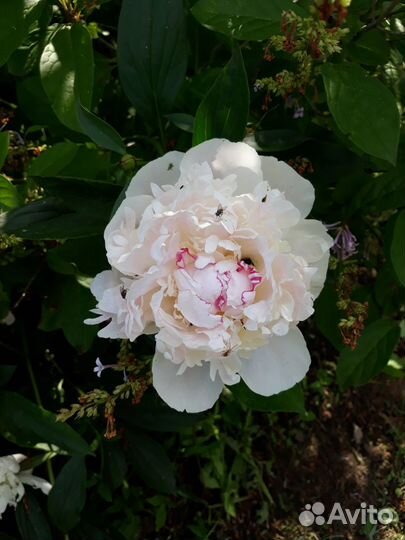 Цветы для сада