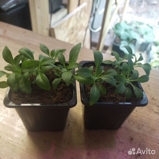 Лобулярия ампельная