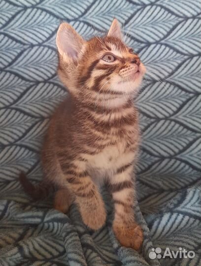 Маленькие котятки