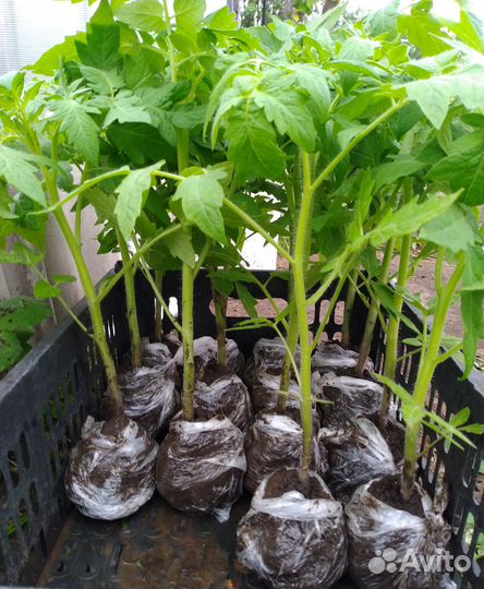 Рассада Помидор (томат)