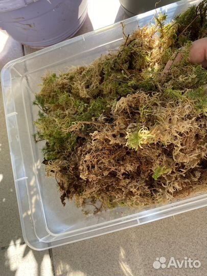 Мох сфагнум живой