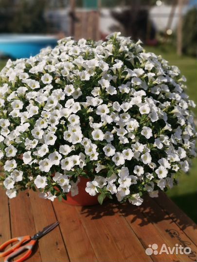 Вегетативная петуния