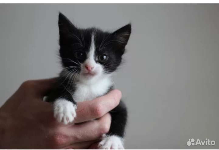 Котенок 1,5 месяца