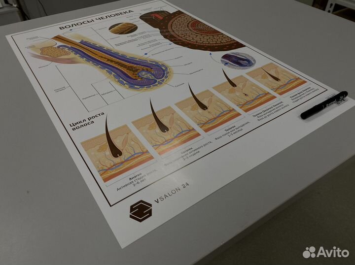 Плакат «Волосы человека»