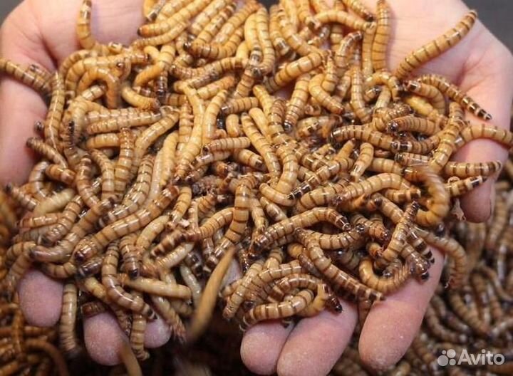 Зоофобас лечинки