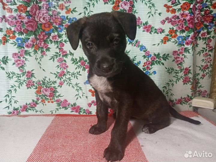 Отдам собаку в добрые руки (щенок девочка)