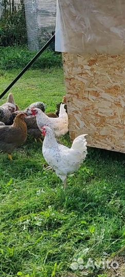 Ия Пушкинской породы, цыплята