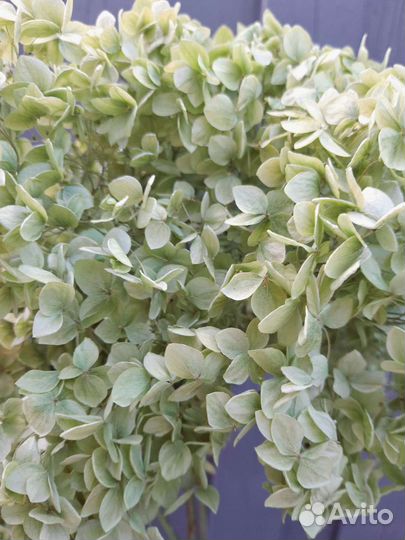 Букет из сухоцветов Гортензии древовидной