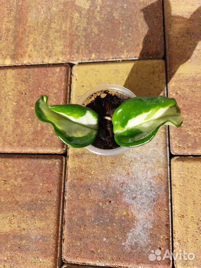 Хойя почтой