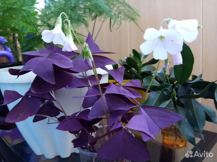 Кислица Оксалис (Oxalis )