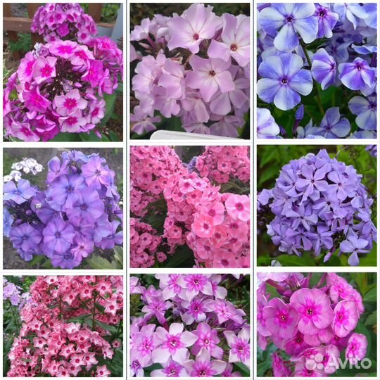 Флоксы метельчатые