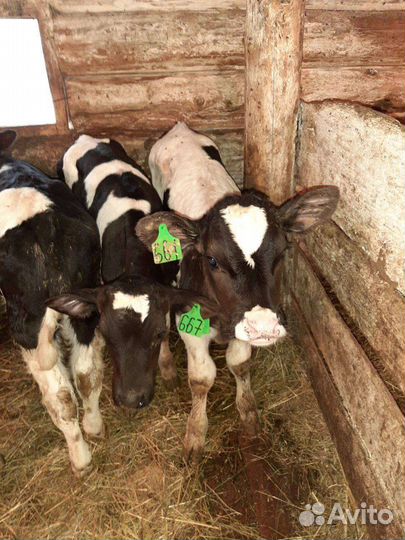 Бычки, телята, телки