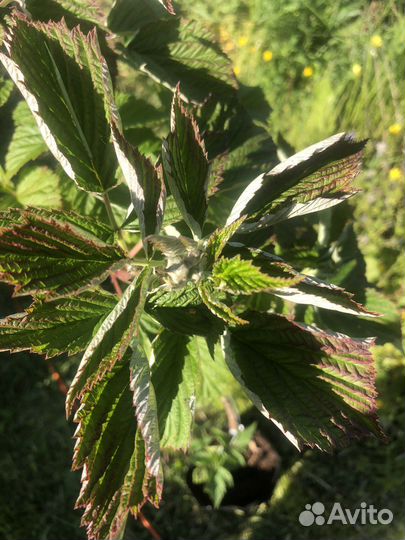 Малиновое дерево таруса