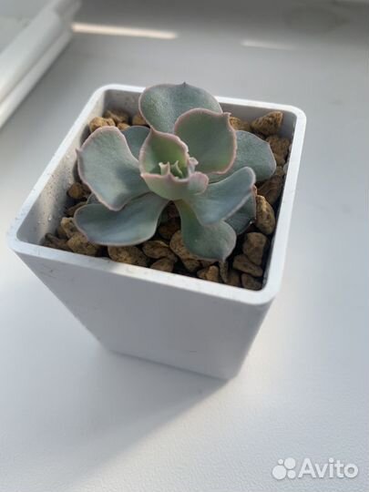 Суккуленты