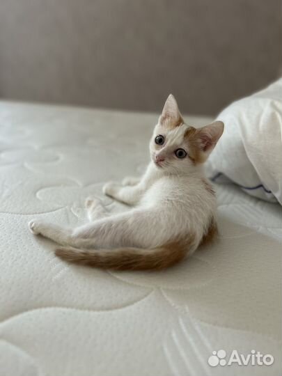 Котенок