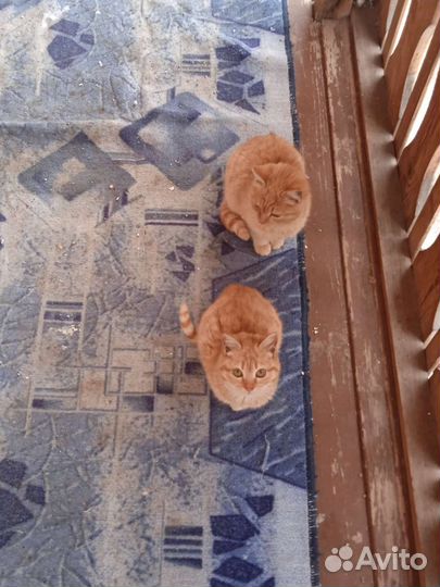 Кошечки ищут добрых хозяев
