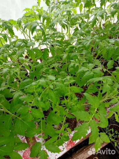 Рассада помидор лучшие сорта