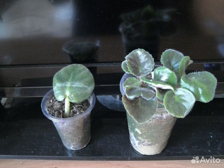 Комнатные цветы