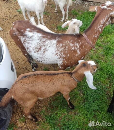 Козы.зааненские.нубийцы. альпийские