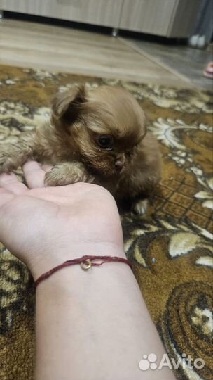 Щенки пекинеса