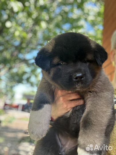 Щенки американской акиты