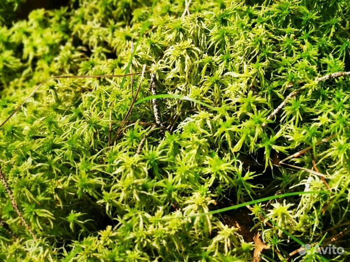 Мох сфагнум живой