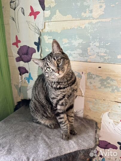 Кошечка подросток ищет мампап