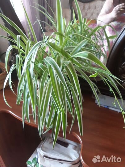 Бегония зоор