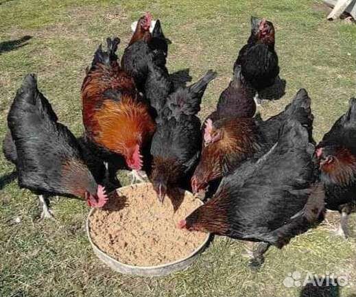 Яйцо марана