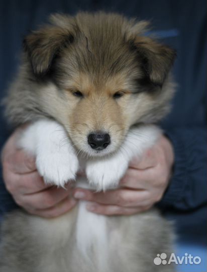 Щенки Колли