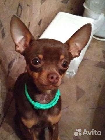 Той-терьер/собака/вязка