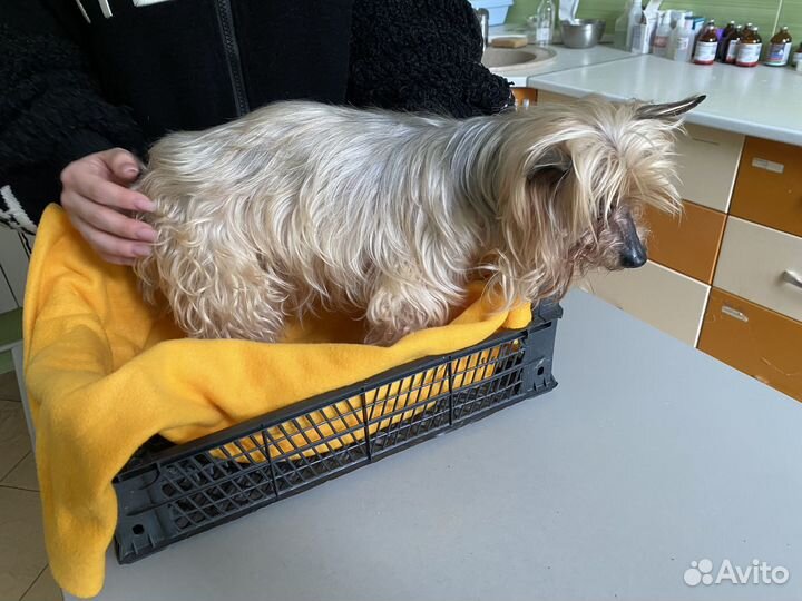 Найдена собака