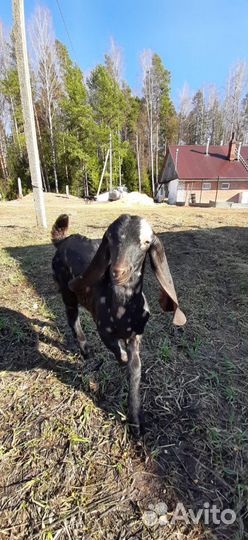 Козлики камори