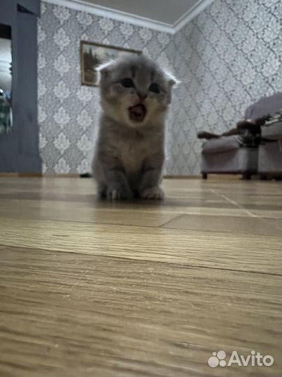 Кошка шиншилла