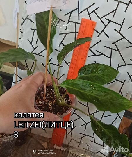 Калатея leitzei (Литце)
