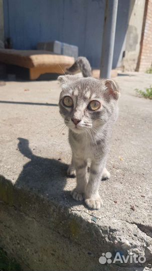 Котенок-девочка в добрые руки