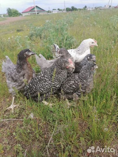 Куры Несушки