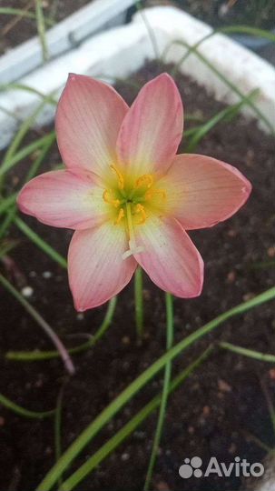 Зефирантес