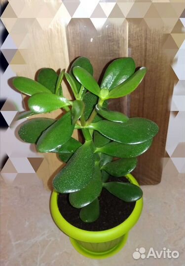 Толстянка-Денежное дерево
