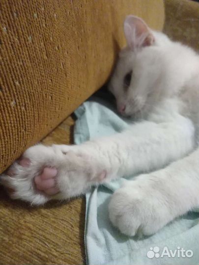 Отдам кошку в добрые руки