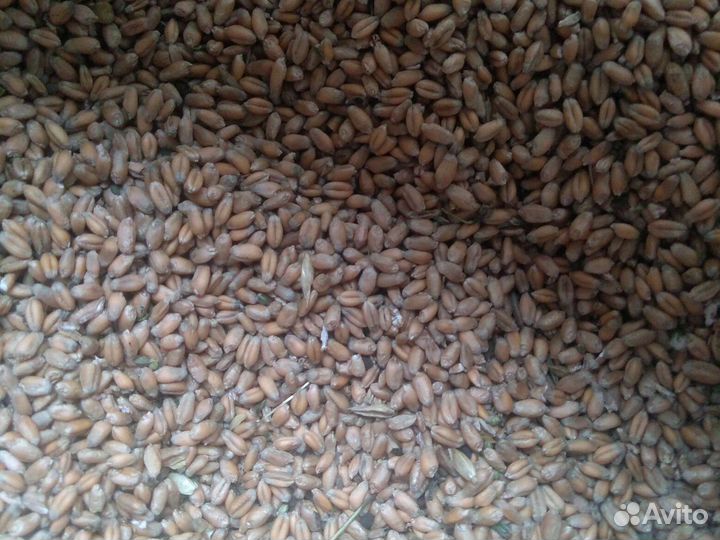 Зерно пшеница
