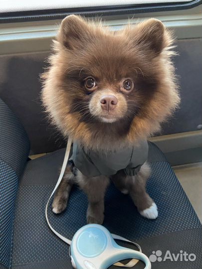 Немецкий шпиц вязка