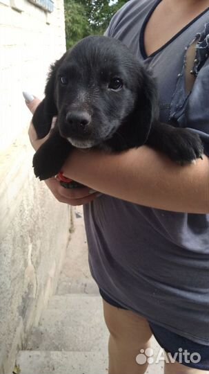 Отдам в добрые руки