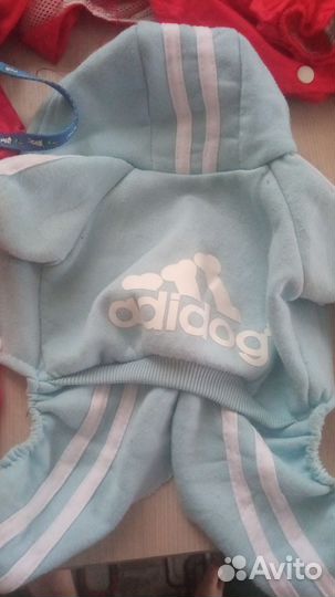 Вещи на мини Йорка мальчика