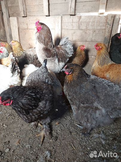 Яйца на инкубацию